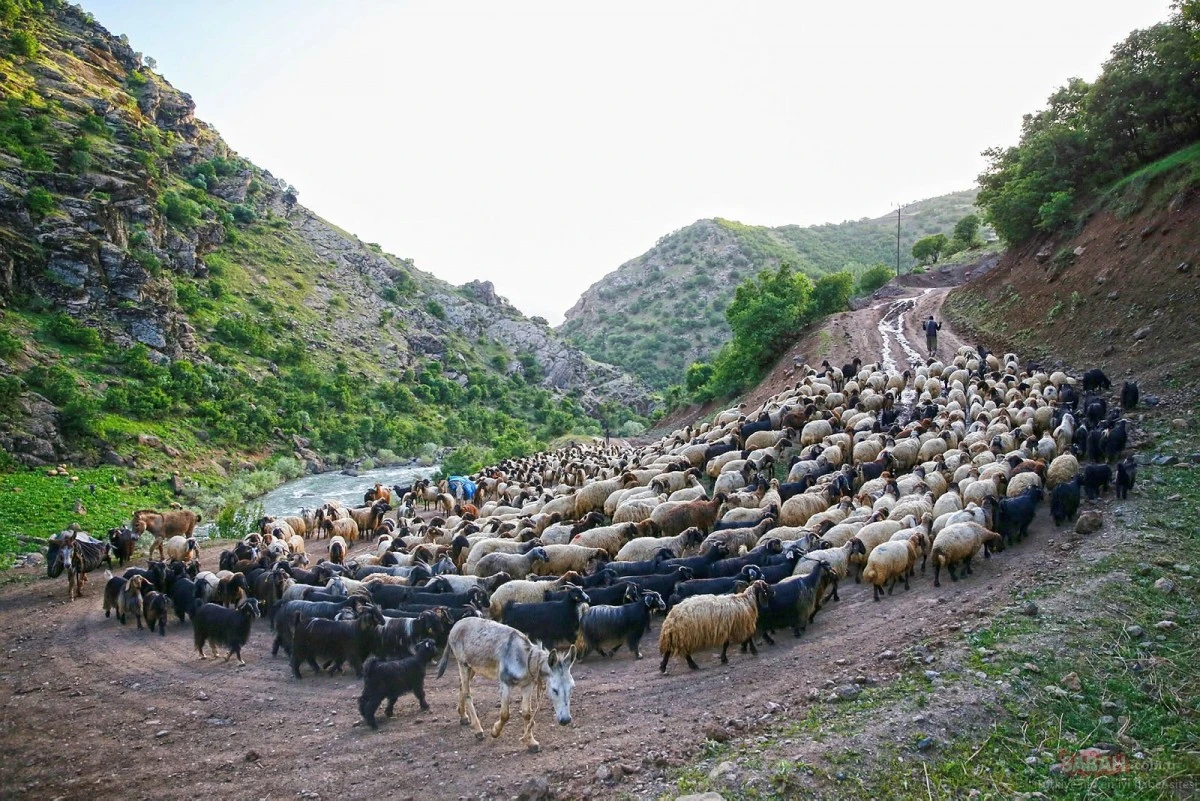 Hızır Yaylası