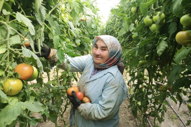 1.6 kiloluk domatesler görenleri şaşırttı