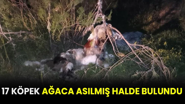 17 köpek ağaca asılmış halde bulundu!