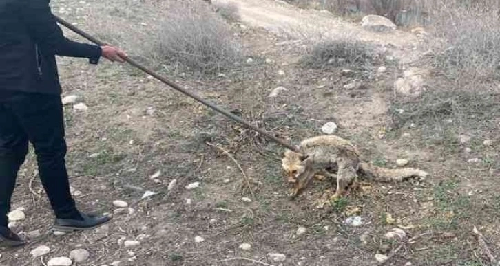 3 metrelik kuyuya düşen tilki kurtarıldı