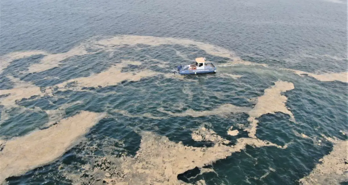 38 günde 100 ton deniz salyası toplandı