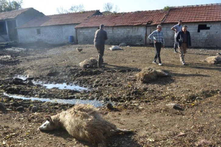 Aç kurtlar ağılın bahçesine girdi: 7 koyun telef oldu, 10 koyun yaralandı