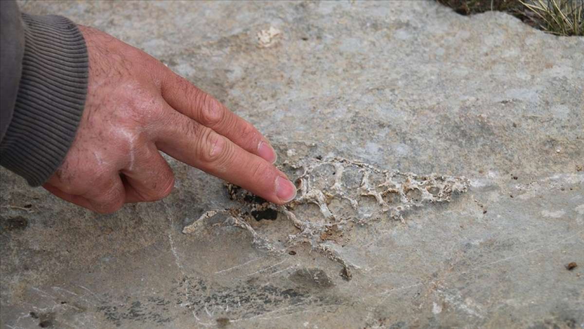 Adıyaman'da 'Gastropod' nesline ait hayvan fosili bulundu