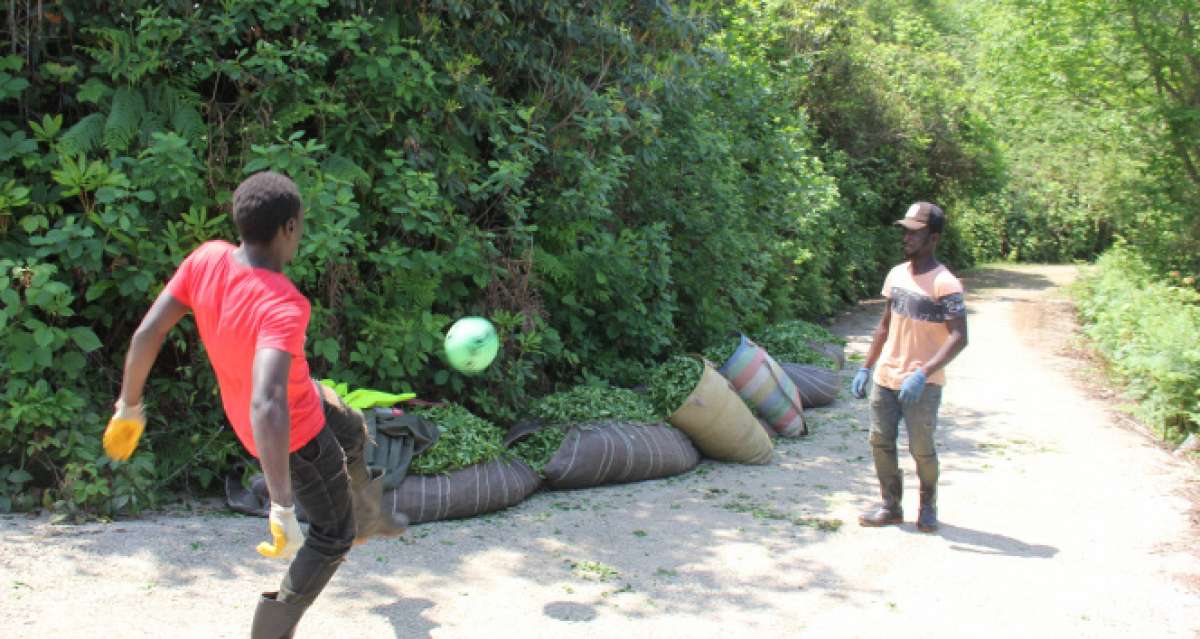 Afrikalı çay işçileri molalarını futbol oynayarak değerlendiriyor