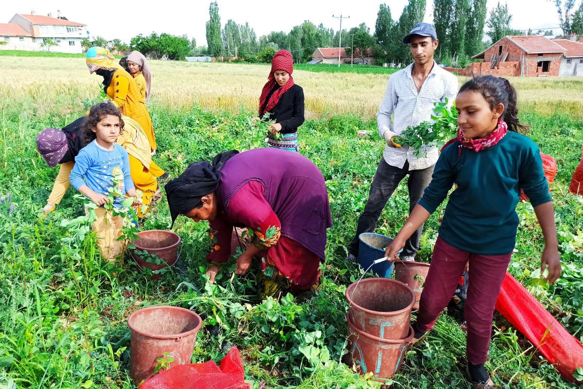 Afyonkarahisar'da bezelye hasadı başladı