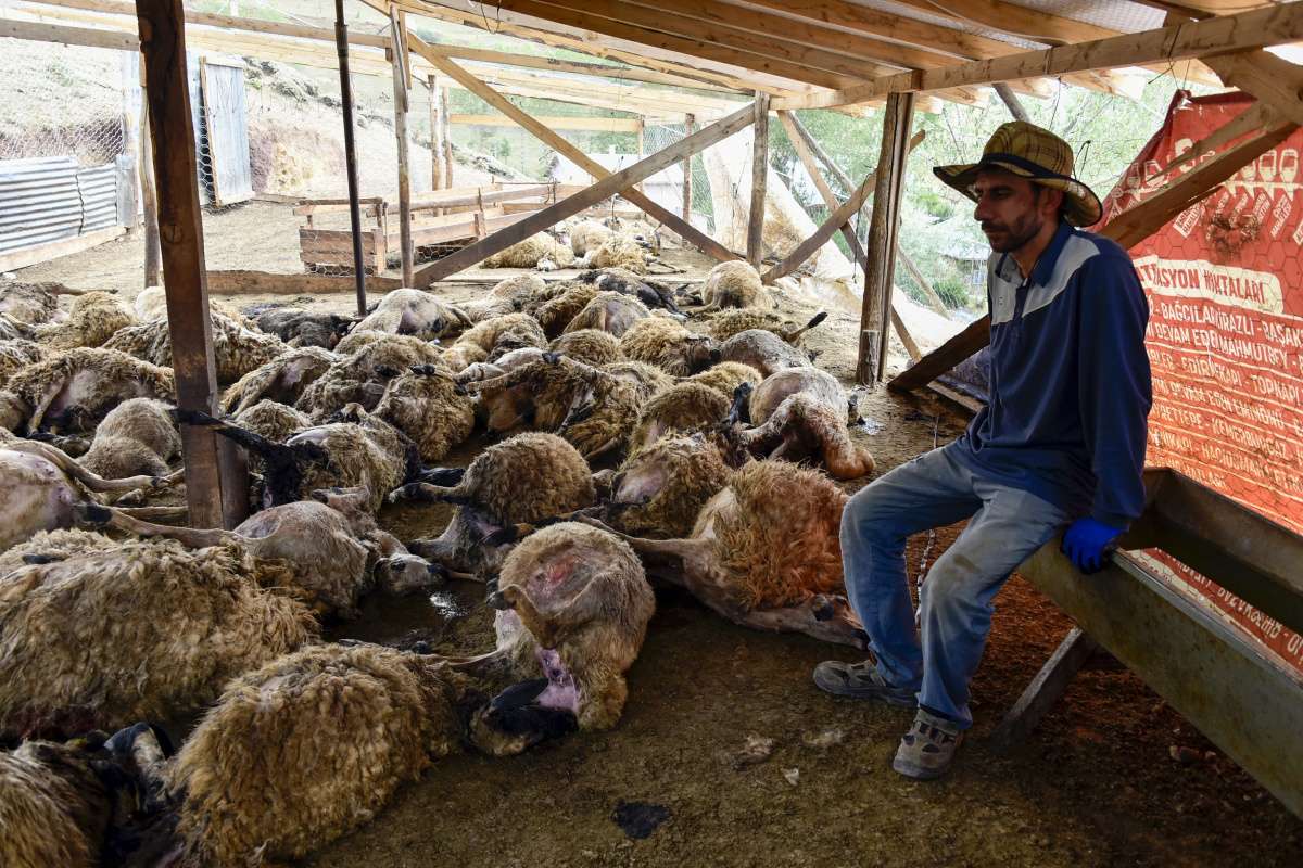 Ağıla giren kurtlar 103 koyunu telef etti, 43 koyunu yaraladı