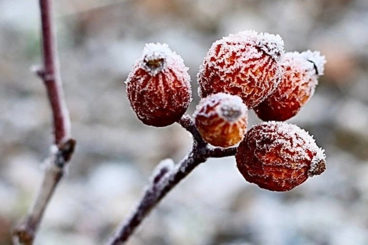 Ağrı, güne eksi 14 derece ile uyandı