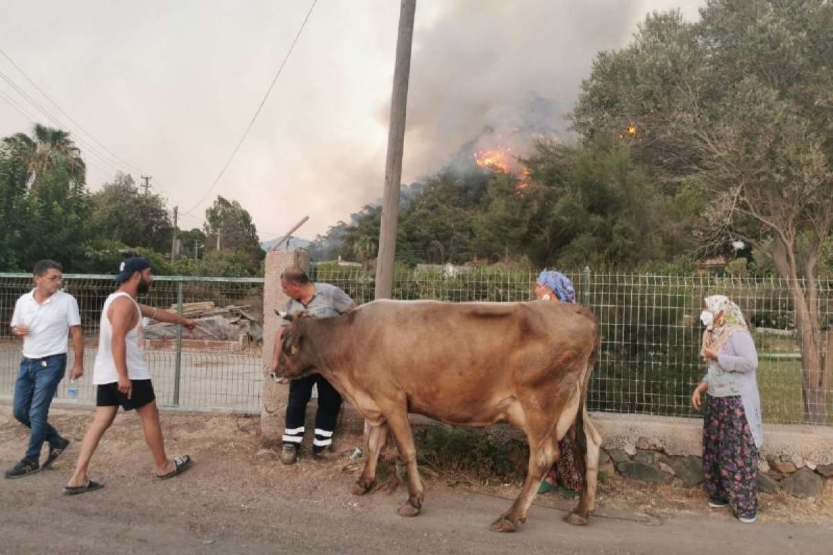 Alevlere teslim olan Marmaris'te göz yaşartan görüntüler