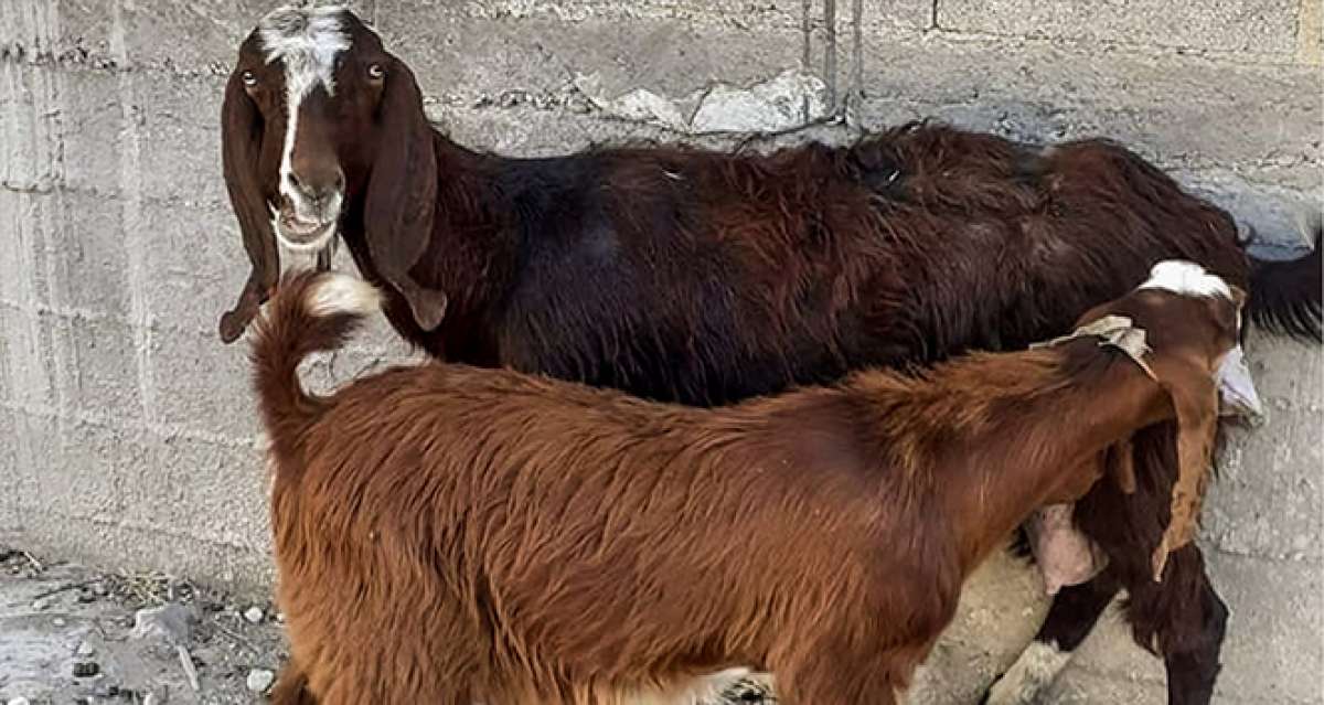 Alkolün etkisiyle başkasına ait keçiyi evine götürdü, sabah muhtara teslim etti