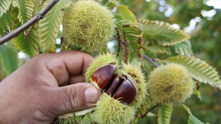 Alternatif ürün olarak yetiştirdiği kestaneden 9 ton rekolte aldı