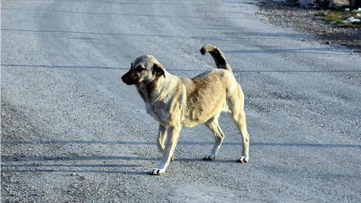 Ankara Büyükşehir Belediye Meclisinde sokak köpeklerinin saldırıları tartışıldı