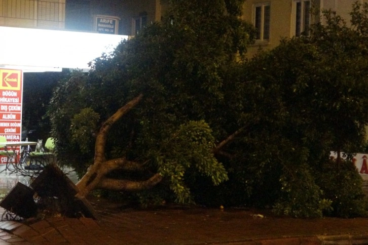 Antalya'da hortum ağaçları kökünden söktü