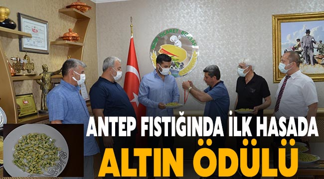 Antep fıstığında ilk hasada altın ödülü 