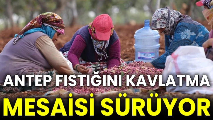 Antep fıstığını kavlatma mesaisi sürüyor