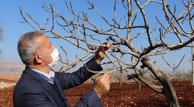 Araban'da fıstık üreticilerinin gözü mevsim normallerinde