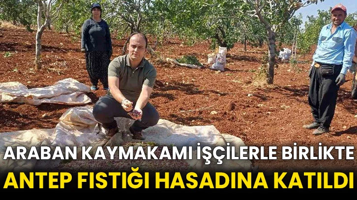 Araban kaymakamı işçilerle birlikte Antep fıstığı hasadına katıldı