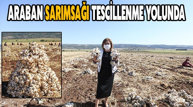 Araban sarımsağı tescillenme yolunda