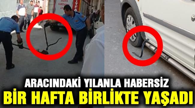 Aracındaki yılanla habersiz bir hafta birlikte yaşadı-