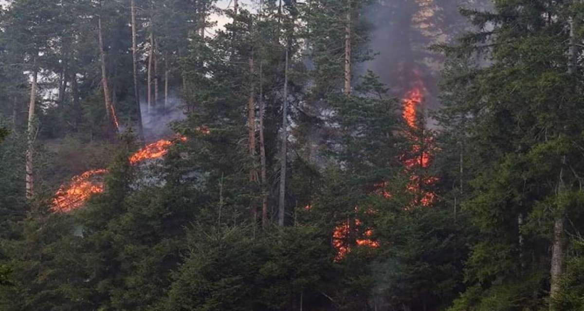 Artvin'de orman yangını