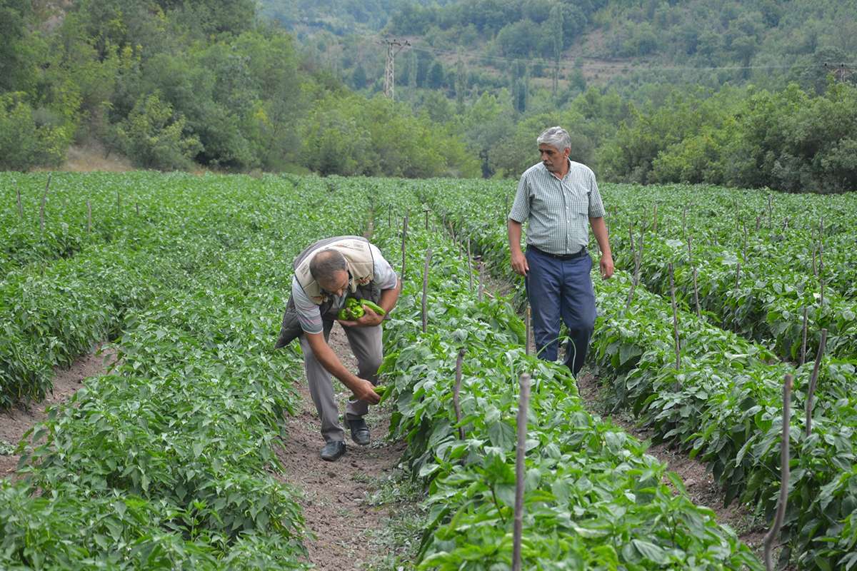 Atıl durumdaki araziyi ekilebilir hale getirdi, 2 milyon lira kazanç bekliyor