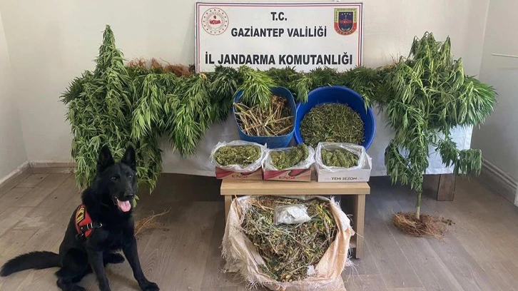 Ayakkabı kutularındaki esrarı dedektör köpek buldu