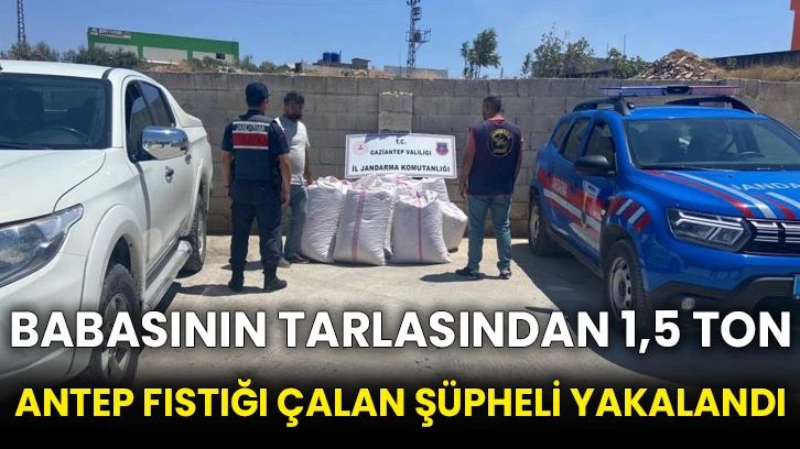 Babasının tarlasından 1,5 ton Antep fıstığı çalan şüpheli yakalandı