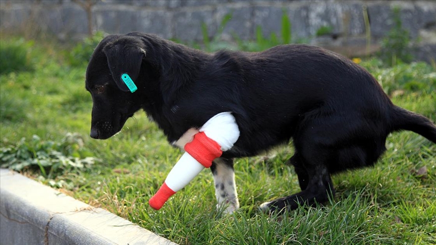 Bacağı kesilen sokak köpeği 3 boyutlu yazıcıdan tasarlanan protezle yürüdü