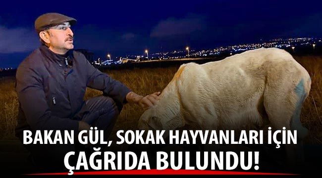 Bakan Gül, sokak hayvanları için çağrıda bulundu!