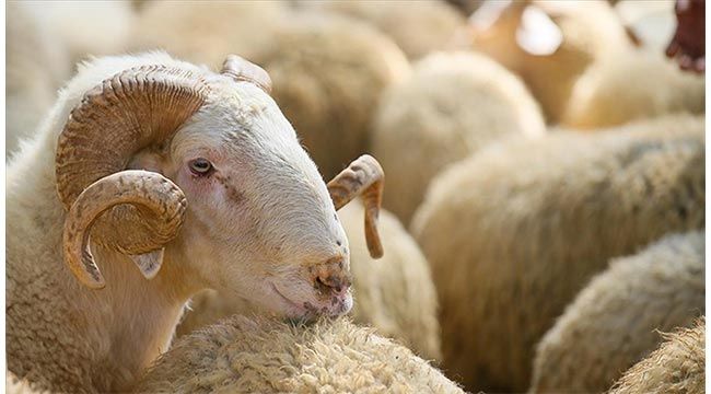 Bakanlıktan kurban satışı ve kesimi ile ilgili talimat