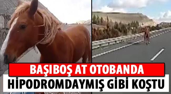 Başıboş at otobanda hipodromdaymış gibi koştu 