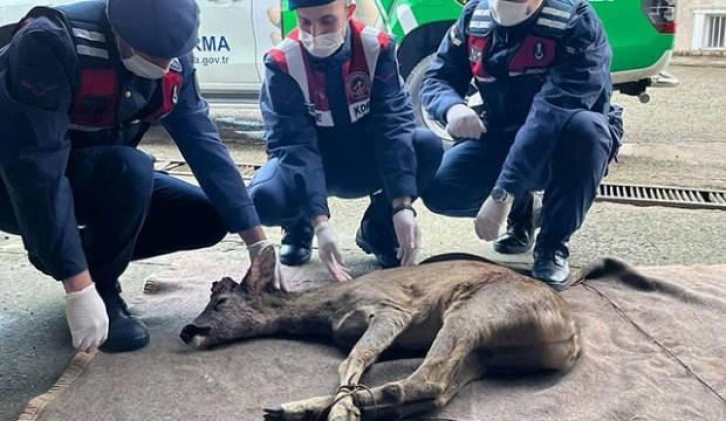 Başından yaralanan karaca tedaviye alındı