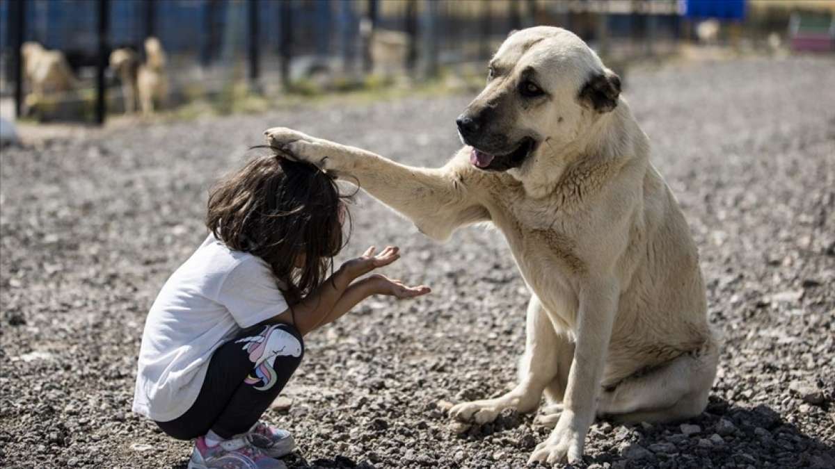 Başkentte hayvanseverlerin inşa ettiği 1000 köpek kapasiteli Patipark açıldı