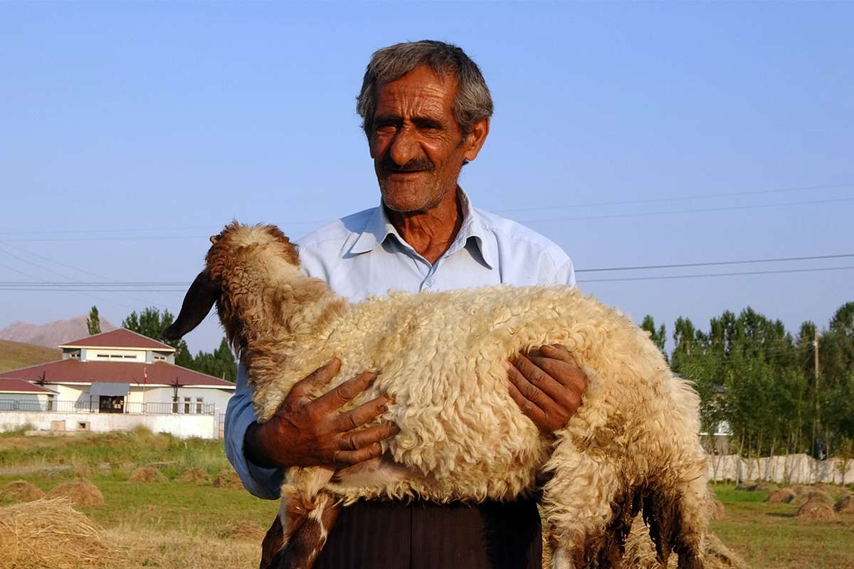 Bataklığa saplanan ineği hayatını değiştirdi