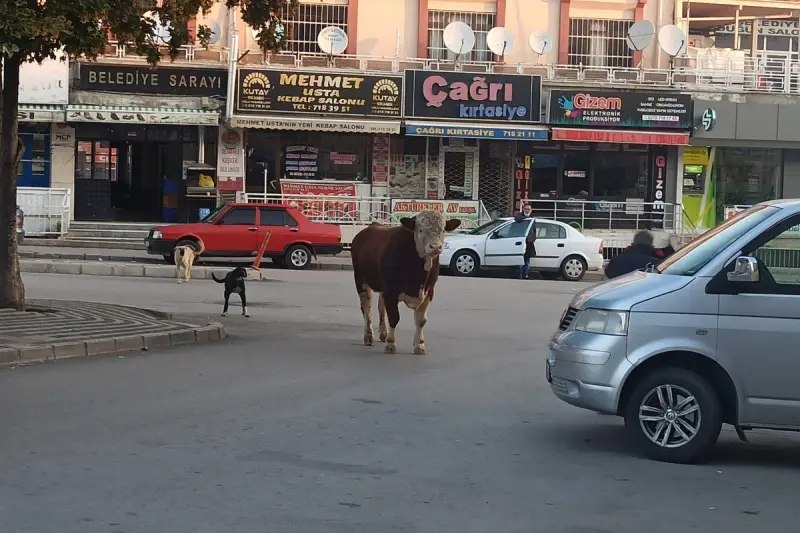 Besihaneden kaçan dana çarşı esnafına zor anlar yaşattı