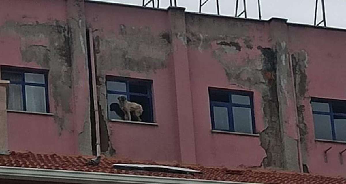 Binanın 9'uncu katındaki köpeğe seslenen vatandaş güldürdü