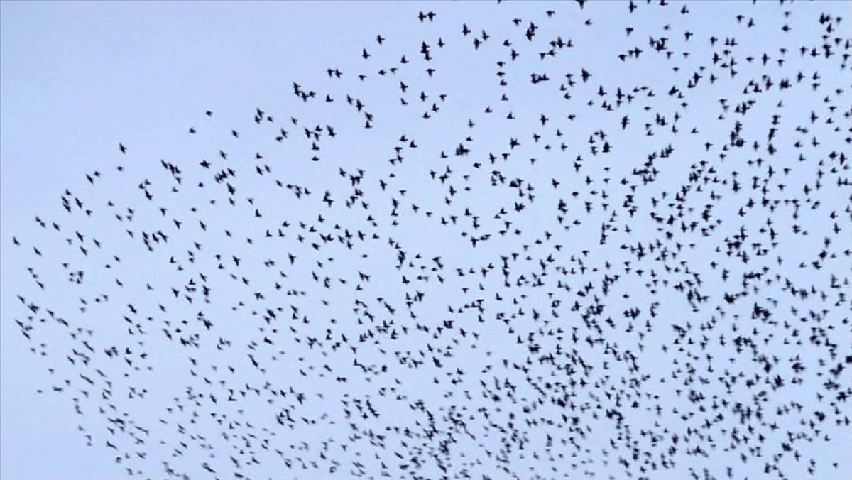 Bingöl'de sığırcıkların gökyüzündeki dansı güzel görüntüler oluşturdu