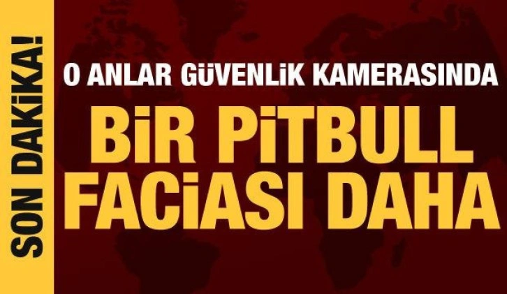 Bir pitbull faciası daha! Denizli'de 13 yaşındaki çocuğu yaraladı