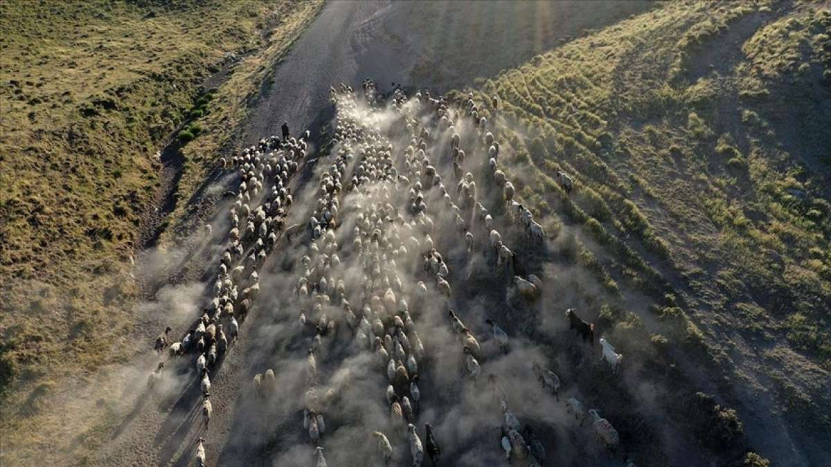 Bitlis'te küçükbaş hayvan sürülerinin Nemrut Dağı'na yolculuğu başladı