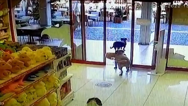 Bodrum'da biri ağzında oyuncak köpekle mağazadan çıkan köpekler güvenlik kamerasına yansıdı