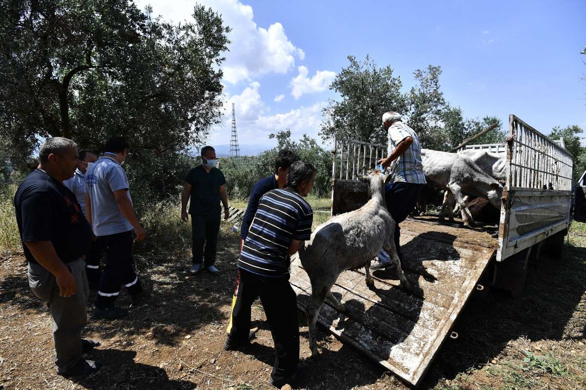 Boğalar, kurban yakalama timinden kaçamadı