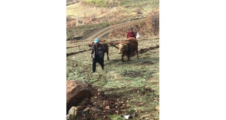 Bu köyde hala ’kara saban’ kullanılıyor