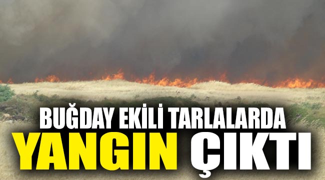 Buğday ekili tarlalarda yangın çıktı