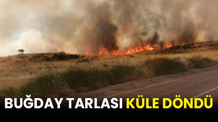 Buğday tarlası küle döndü