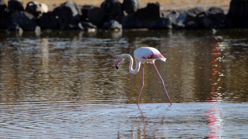 'Büyük flamingo' Ağrı Dağı Milli Parkı'nda beslenirken görüntülendi