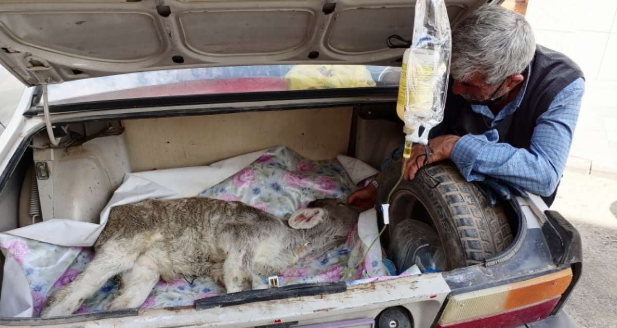 Buzağısını otomobille veterinere yetiştirdi