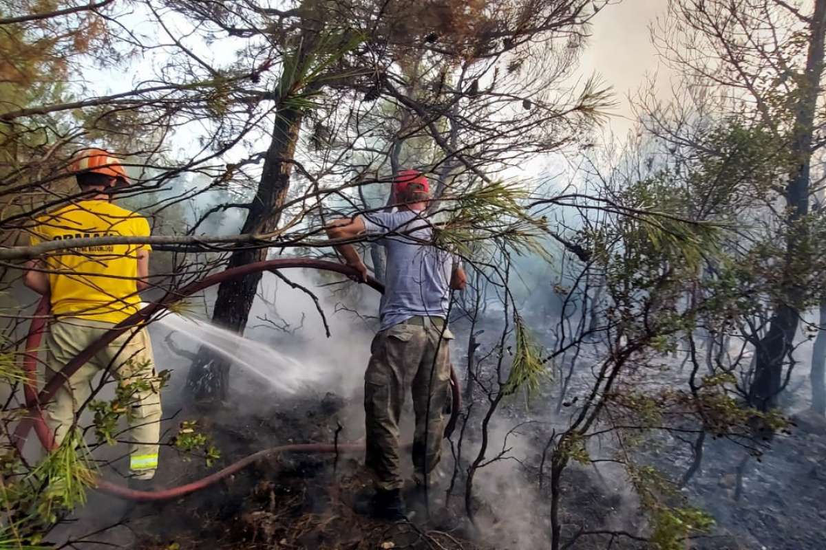 Çanakkale Ezine'deki orman yangını kontrol altında