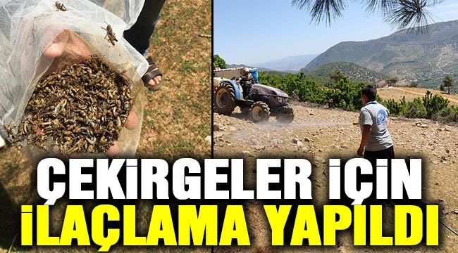 Çekirgeler için ilaçlama yapıldı 