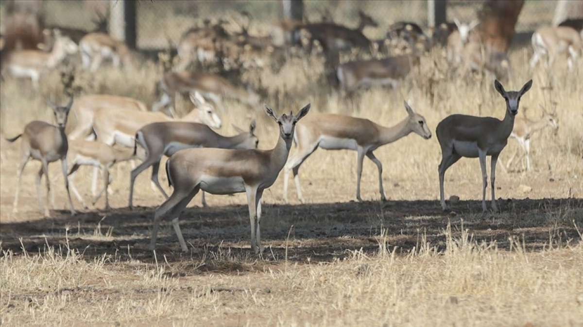 Ceylanpınar'da koruma altındaki ceylanların sayısı artıyor