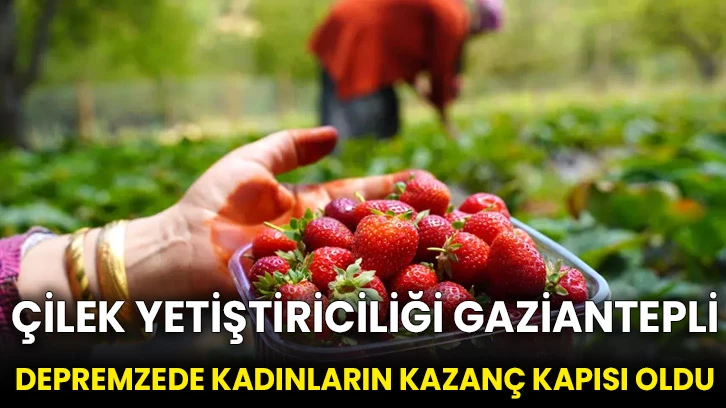 Çilek yetiştiriciliği Gaziantepli depremzede kadınların kazanç kapısı oldu