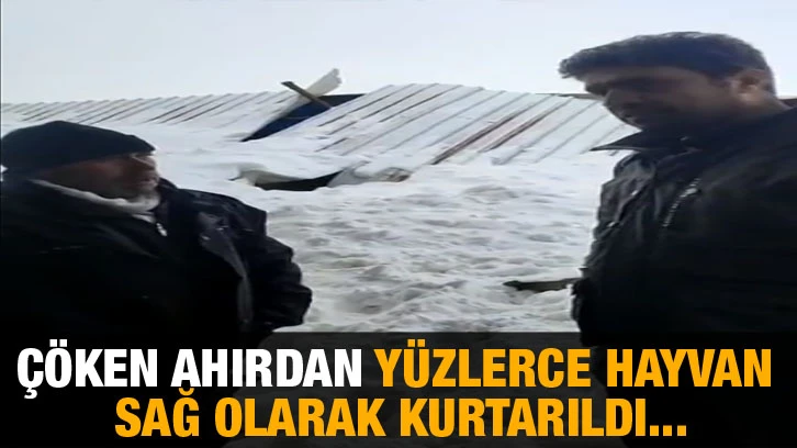 Çöken ahırdan yüzlerce hayvan sağ olarak kurtarıldı...